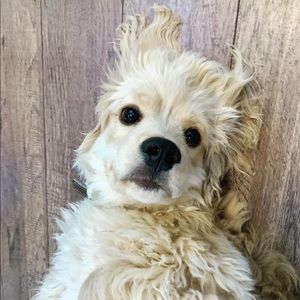 Pet Sitting, Dog Walking, and Doggy Daycare in AZ!